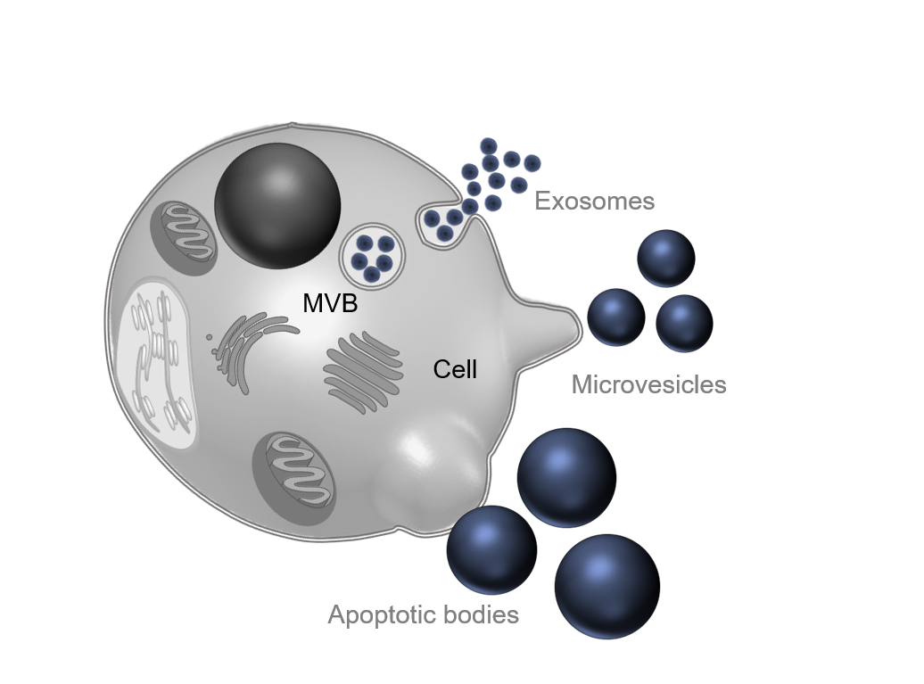 Vesicles