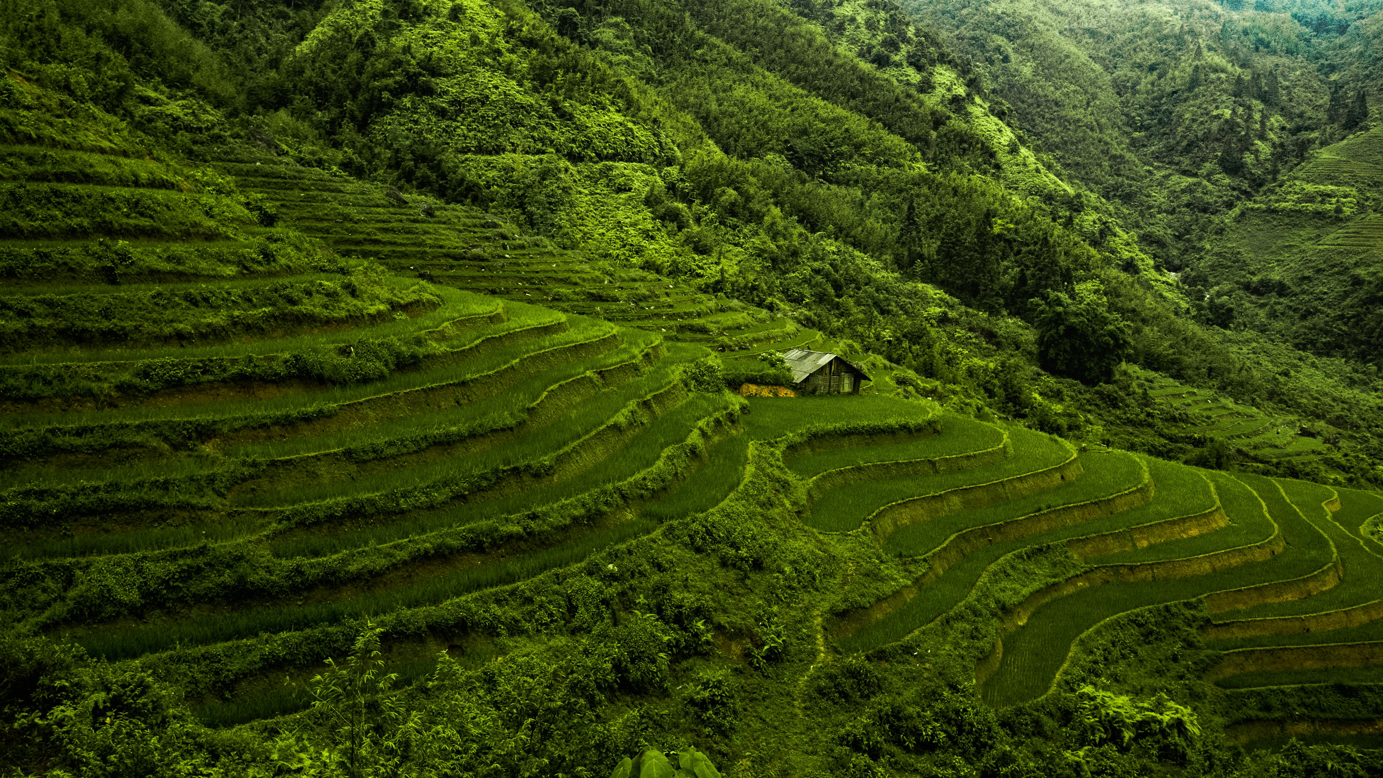 Rizières au Vietnam 