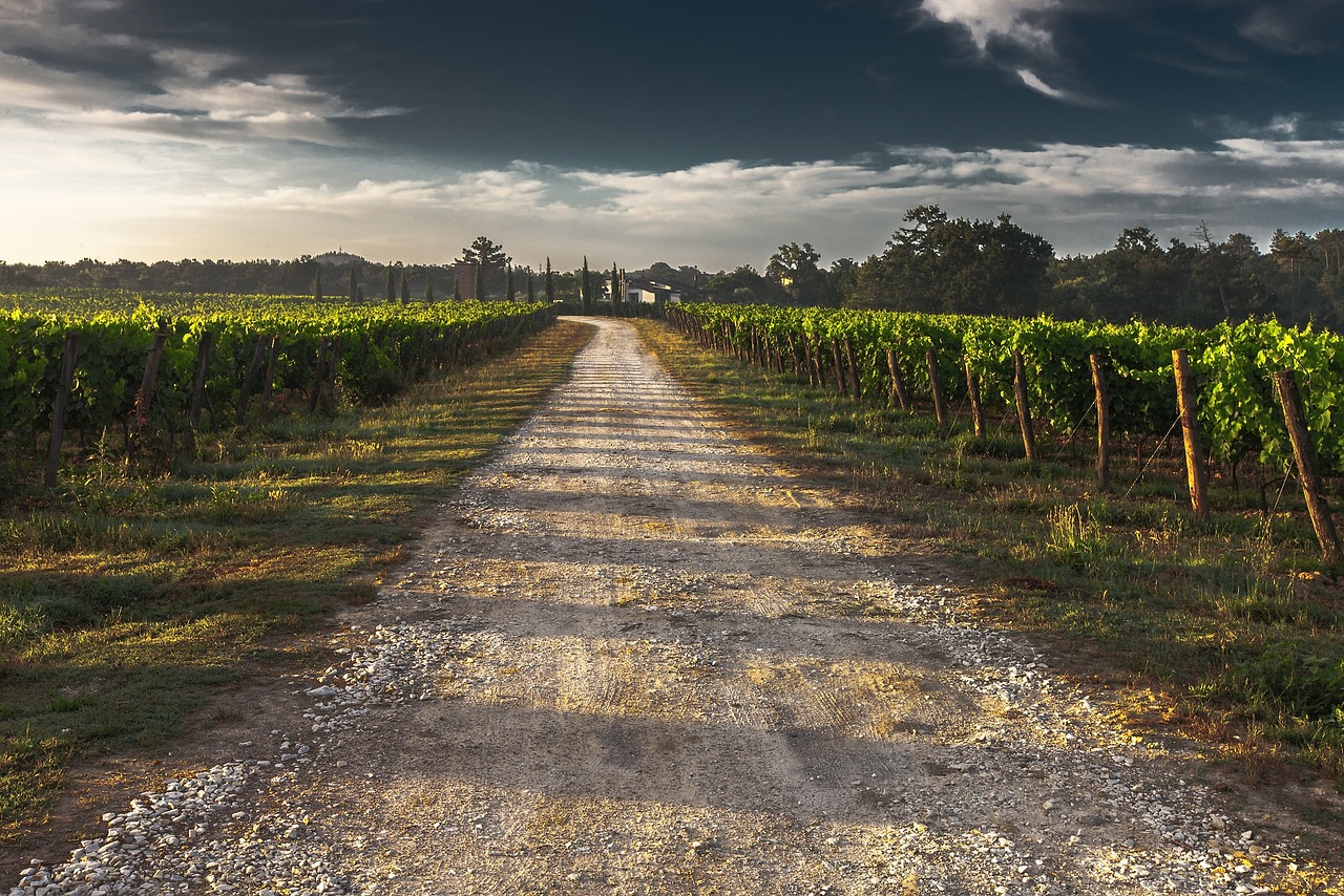 Vignobles Géorgiens, grands domaines viticoles