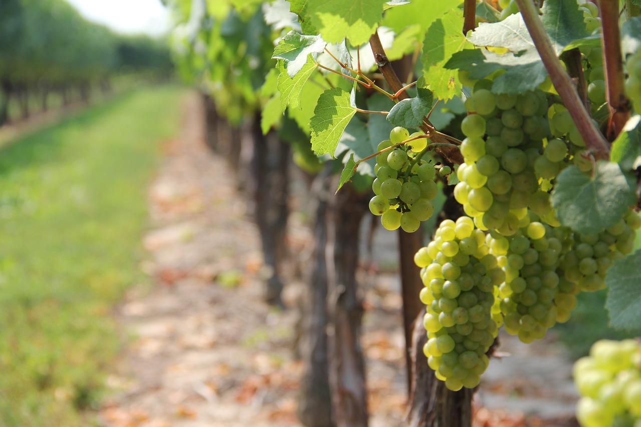 Vignobles Géorgiens, les plus vieux vignoble du monde
